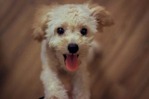 Tongue